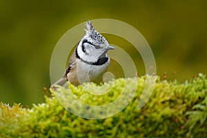 Bird with crest, Czech Republic Bird in the nature green moss habitat. Wildlife Europe, songbird. Crested Tit sitting, Songbird on