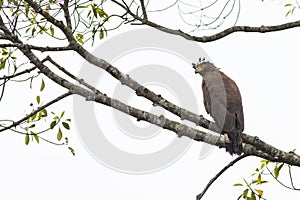 Bird: Crested Serpent-Eagle