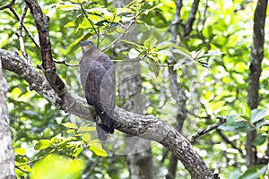 Bird: Crested Serpent-Eagle