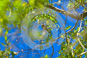 A bird in a crevice of shady leaves photo