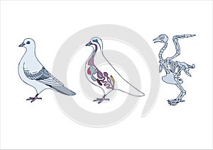 bird, cross-section and skeleton