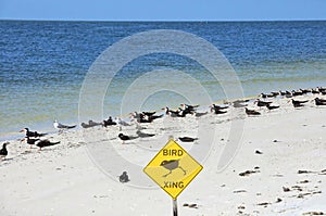 Bird Crossing on Estero Island, Fort Myers Beach