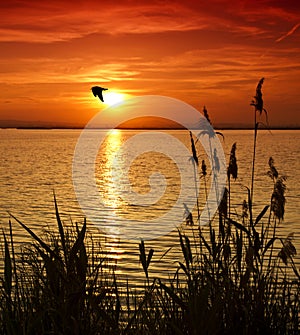 The bird crossing the lake photo