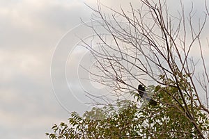 Bird Crotophaga ani poused on tree branch