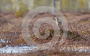 Bird Curlew Numenius arquata sings on the swamp.