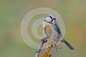 Bird Cyanistes caeruleus n wildlife