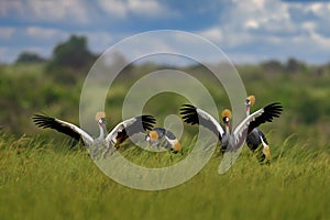Bird dance, Crane love. Grey crowned crane, bird love, Balearica regulorum, with sky background. Bird head with gold crest in photo