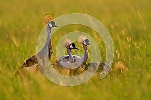 Bird dance. Crane love. Grey crowned crane, bird love, Balearica regulorum, with dark background. Bird head with gold crest in