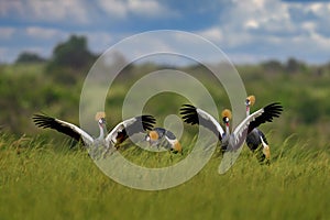 Bird dance, Crane love. Grey crowned crane, bird love, Balearica regulorum, with sky background. Bird head with gold crest in