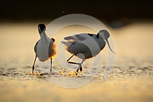 Bird dance in sunrise, lake water. Pied Avocet, Recurvirostra avosetta, black and white bird in the water, France. Wildlife scene