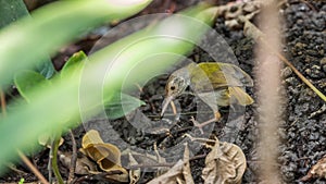 Bird (Dark-necked Tailorbird) in a wild