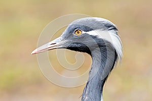 Bird Demoiselle Crane (Anthropoides virgo)