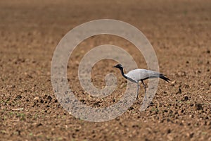 Bird Demoiselle Crane Anthropoides virgo, in the wild