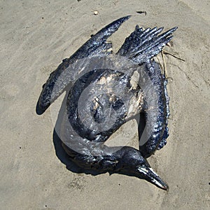 Bird died by oil industry photo