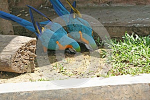 Bird digging the ground,à¸ºBlue and yellow macaw, Ara Chloropterus