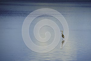 Bird at Ding Darling Nature Preserve photo