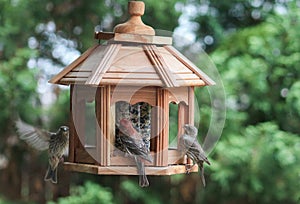 Bird dinner table-finches