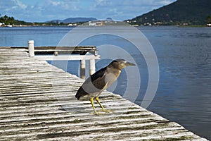 Bird on Dock