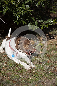 Bird Dog Chewing Stick