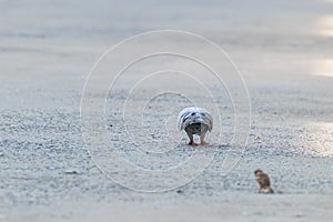 Bird (Dove, Pigeon or Disambiguation) in a city