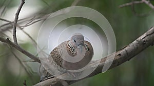 Bird Dove, Pigeon or Disambiguation in a nature