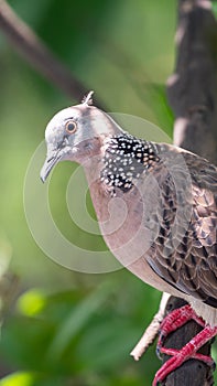 Bird (Dove, Pigeon or Disambiguation) in a nature
