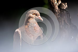 Bird, Dove on tree expose by sunlight