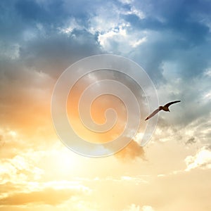Bird and dramatic clouds