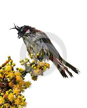 Bird drenched with torrential rain water perching on Xylosma tree branch in bloom