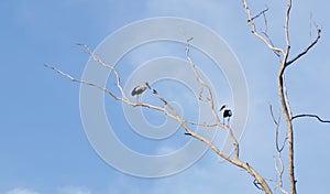 Bird on dried tree with blue sky