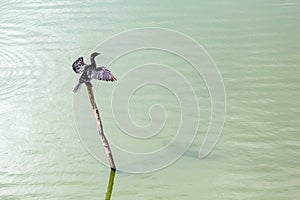 Bird dries its plumage, Chennai, Tamil Nadu, India