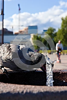 Bird drinking from a fountain