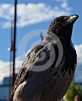 Bird drinking from a fountain