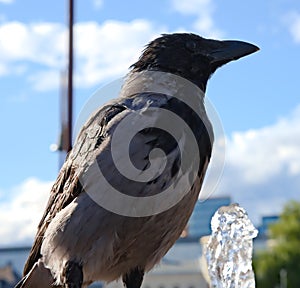 Bird drinking from a fountain