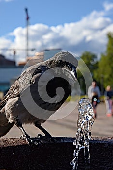 Bird drinking from a fountain