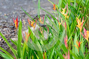 bird drinking nectar of a flower