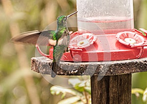 Bird drinking in a trough in a forest