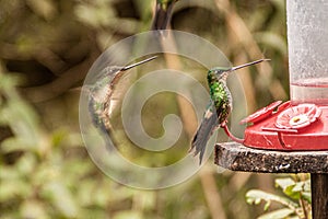 Bird drinking in a trough in a forest