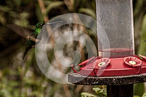 Bird drinking in a trough in a forest