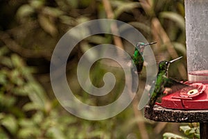 Bird drinking in a trough in a forest