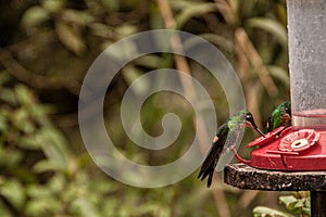 Bird drinking in a trough in a forest