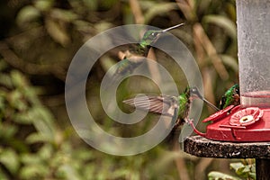 Bird drinking in a trough in a forest