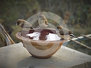 Bird drinking water and enjoying winter sesion photo