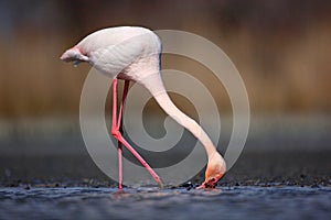 Bird drinking water. Spring in Europe. Greater Flamingo, Phoenicopterus ruber, nice pink big bird, head in the water, animal in th