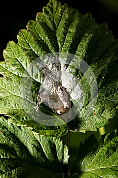 Bird droppings on a green raspberry leaf. Macro