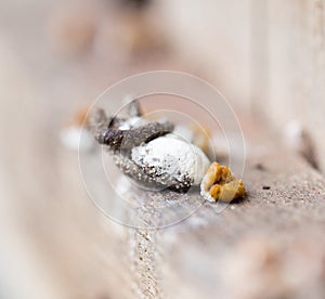 Bird droppings. Macro