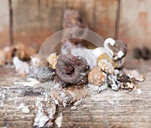 Bird droppings. Macro