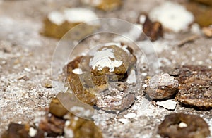 Bird droppings. macro