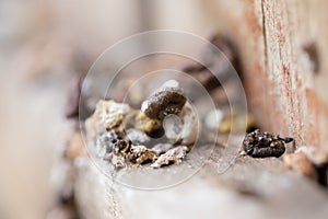 Bird droppings. Macro