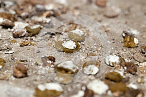 Bird droppings. macro